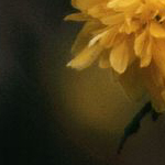 Schon wieder eine Blume